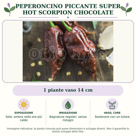 Peperoncino piccante Super Hot Scorpion Chocolate: 1 piante vaso 14 cm. Sole; ombra nelle ore più calde. Bagnature regolari, senza ristagni. Sostenere con un tutore. Immagine indicativa.