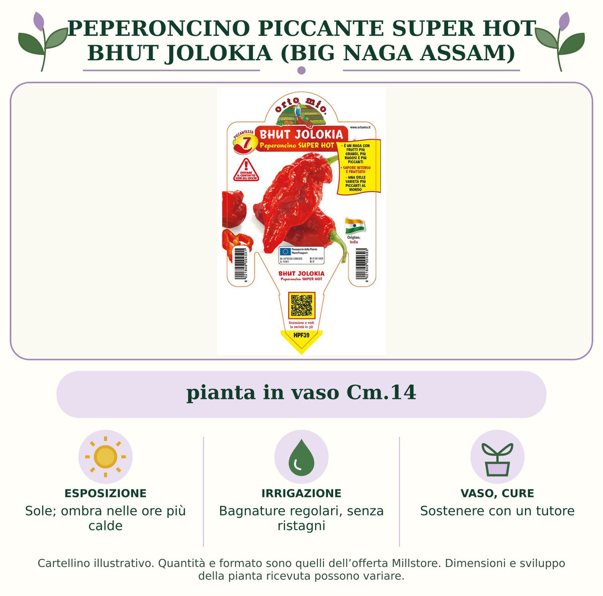Peperoncino piccante SUPER HOT Bhut Jolokia (Big Naga Assam): pianta in vaso Cm.14. Sole; ombra nelle ore più calde. Bagnature regolari, senza ristagni. Sostenere con un tutore. Immagine indicativa.
