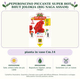 Peperoncino piccante SUPER HOT Bhut Jolokia (Big Naga Assam): pianta in vaso Cm.14. Sole; ombra nelle ore più calde. Bagnature regolari, senza ristagni. Sostenere con un tutore. Immagine indicativa.