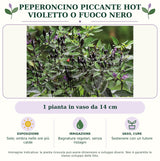 Peperoncino piccante HOT Violetto o fuoco nero: 1 pianta in vaso da 14 cm. Sole; ombra nelle ore più calde. Bagnature regolari, senza ristagni. Sostenere con un tutore. Immagine indicativa.