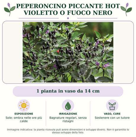 Peperoncino piccante HOT Violetto o fuoco nero: 1 pianta in vaso da 14 cm. Sole; ombra nelle ore più calde. Bagnature regolari, senza ristagni. Sostenere con un tutore. Immagine indicativa.