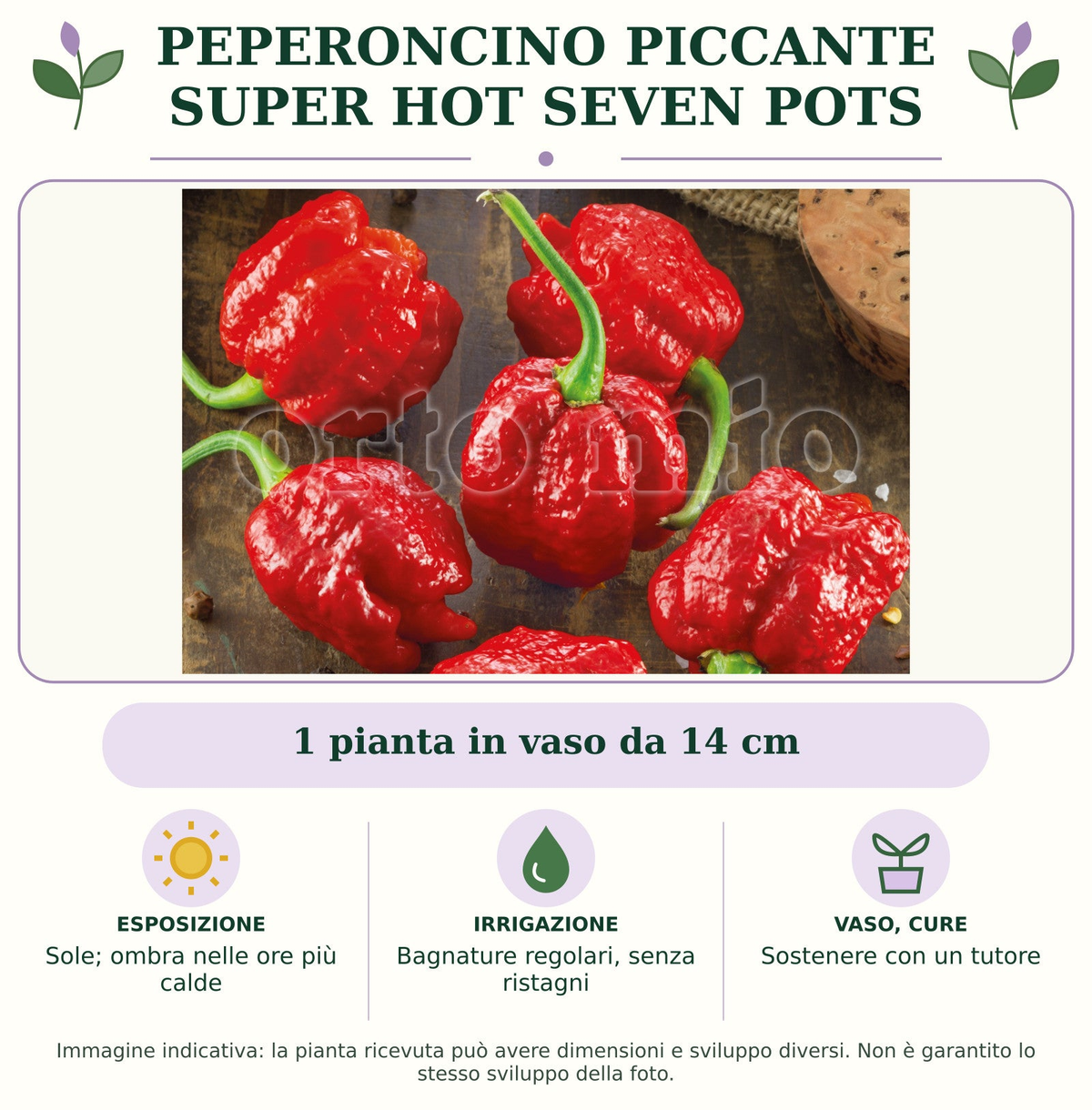 Peperoncino piccante SUPER HOT Seven Pots: 1 pianta in vaso da 14 cm. Sole; ombra nelle ore più calde. Bagnature regolari, senza ristagni. Sostenere con un tutore. Immagine indicativa.