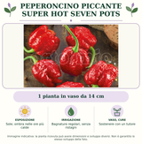 Peperoncino piccante SUPER HOT Seven Pots: 1 pianta in vaso da 14 cm. Sole; ombra nelle ore più calde. Bagnature regolari, senza ristagni. Sostenere con un tutore. Immagine indicativa.