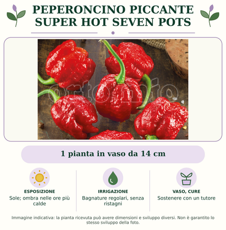 Peperoncino piccante SUPER HOT Seven Pots: 1 pianta in vaso da 14 cm. Sole; ombra nelle ore più calde. Bagnature regolari, senza ristagni. Sostenere con un tutore. Immagine indicativa.