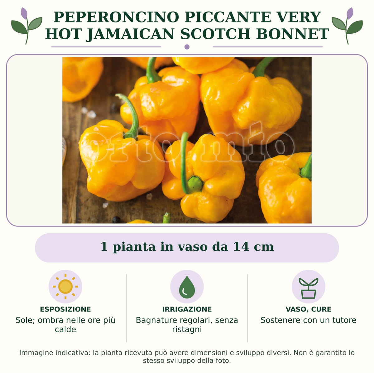 Peperoncino piccante VERY HOT Jamaican Scotch Bonnet: 1 pianta in vaso da 14 cm. Sole; ombra nelle ore più calde. Bagnature regolari, senza ristagni. Sostenere con un tutore. Immagine indicativa.