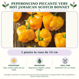 Peperoncino piccante VERY HOT Jamaican Scotch Bonnet: 1 pianta in vaso da 14 cm. Sole; ombra nelle ore più calde. Bagnature regolari, senza ristagni. Sostenere con un tutore. Immagine indicativa.