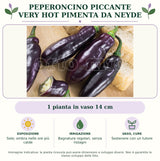 Peperoncino piccante VERY HOT Pimenta Da Neyde: 1 pianta in vaso 14 cm. Sole; ombra nelle ore più calde. Bagnature regolari, senza ristagni. Sostenere con un tutore. Immagine indicativa.