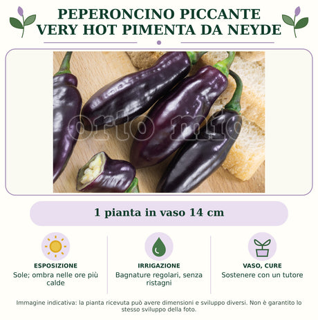Peperoncino piccante VERY HOT Pimenta Da Neyde: 1 pianta in vaso 14 cm. Sole; ombra nelle ore più calde. Bagnature regolari, senza ristagni. Sostenere con un tutore. Immagine indicativa.