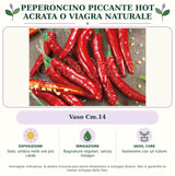 Peperoncino piccante HOT Acrata o Viagra Naturale: Vaso Cm.14. Sole; ombra nelle ore più calde. Bagnature regolari, senza ristagni. Sostenere con un tutore. Immagine indicativa.