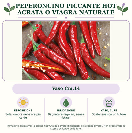 Peperoncino piccante HOT Acrata o Viagra Naturale: Vaso Cm.14. Sole; ombra nelle ore più calde. Bagnature regolari, senza ristagni. Sostenere con un tutore. Immagine indicativa.