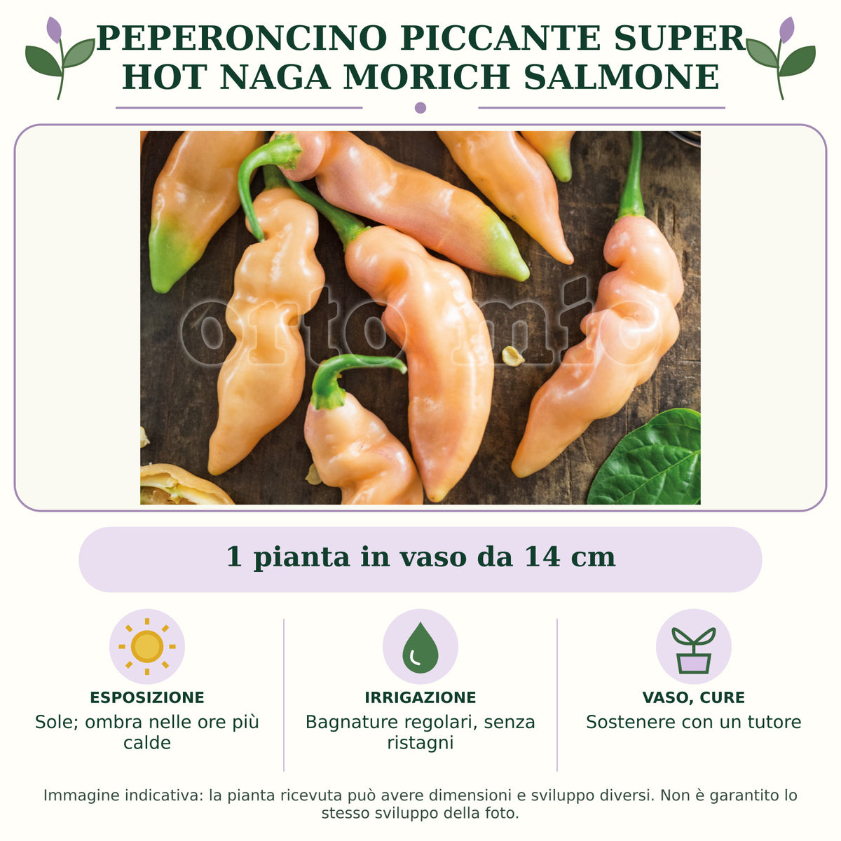 Peperoncino piccante SUPER HOT Naga Morich salmone: 1 pianta in vaso da 14 cm. Sole; ombra nelle ore più calde. Bagnature regolari, senza ristagni. Sostenere con un tutore. Immagine indicativa.