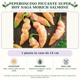 Peperoncino piccante SUPER HOT Naga Morich salmone: 1 pianta in vaso da 14 cm. Sole; ombra nelle ore più calde. Bagnature regolari, senza ristagni. Sostenere con un tutore. Immagine indicativa.