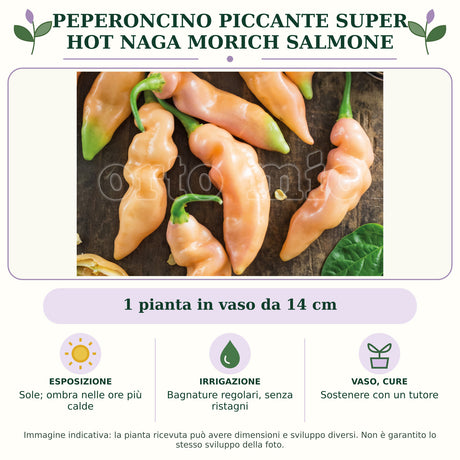 Peperoncino piccante SUPER HOT Naga Morich salmone: 1 pianta in vaso da 14 cm. Sole; ombra nelle ore più calde. Bagnature regolari, senza ristagni. Sostenere con un tutore. Immagine indicativa.