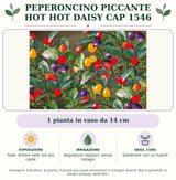 Peperoncino piccante HOT Hot Daisy CAP 1546: 1 pianta in vaso da 14 cm. Sole; ombra nelle ore più calde. Bagnature regolari, senza ristagni. Sostenere con un tutore. Immagine indicativa.