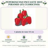 Peperoncino piccante HOT Piramid (ex Cuoricino): 1 pianta in vaso 14 cm. Sole; ombra nelle ore più calde. Bagnature regolari, senza ristagni. Sostenere con un tutore. Immagine indicativa.