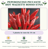 Peperoncino piccante HOT mazzetti rosso Etna: 1 pianta in vaso da 14 cm. Sole; ombra nelle ore più calde. Bagnature regolari, senza ristagni. Sostenere con un tutore. Immagine indicativa.