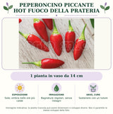 Peperoncino piccante HOT Fuoco della prateria: 1 pianta in vaso da 14 cm. Sole; ombra nelle ore più calde. Bagnature regolari, senza ristagni. Sostenere con un tutore. Immagine indicativa.