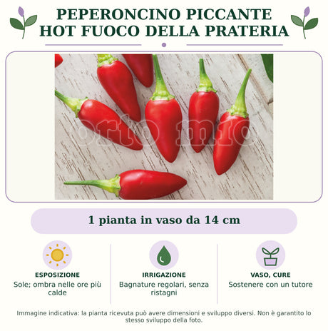 Peperoncino piccante HOT Fuoco della prateria: 1 pianta in vaso da 14 cm. Sole; ombra nelle ore più calde. Bagnature regolari, senza ristagni. Sostenere con un tutore. Immagine indicativa.