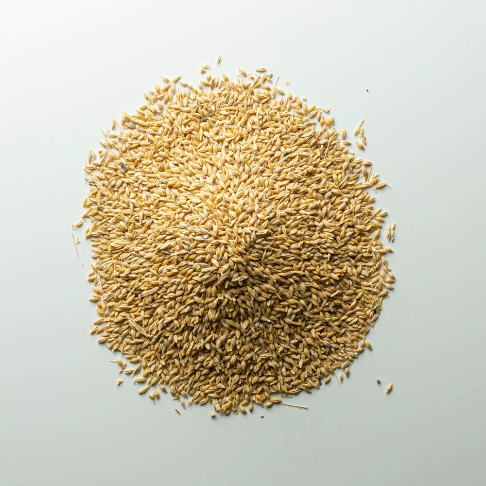 Orzo intero in acini per Polli e Galline