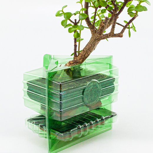 Ordine per corrispondenza di un pacco per un albero Bonsai di 15 cm.