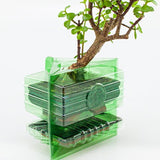 Ordine per corrispondenza di un pacco per un albero Bonsai di 15 cm.