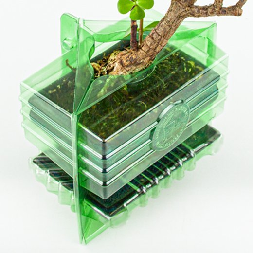 Ordine per corrispondenza di un pacco per un albero Bonsai di 15 cm.