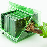 Ordine per corrispondenza di un pacco per un albero Bonsai di 15 cm.