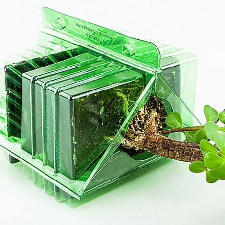 Ordine per corrispondenza di un pacco per un albero Bonsai di 15 cm - Confezione da 300 pz