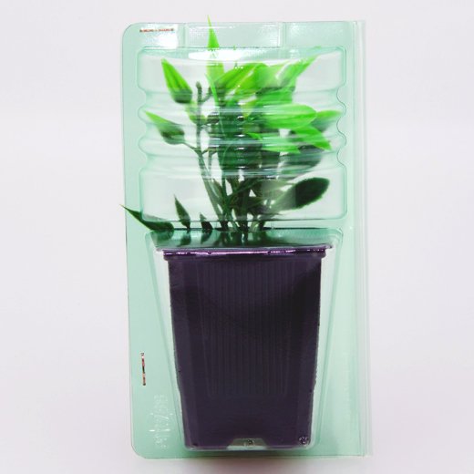 Pacco per ordine per corrispondenza per 1 pianta in vaso 7x7x8 cm.