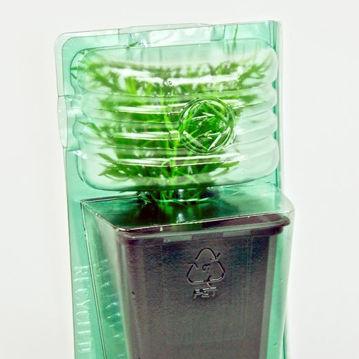 Pacco per ordine per corrispondenza per 1 pianta in un vaso di 9x9x10 cm.