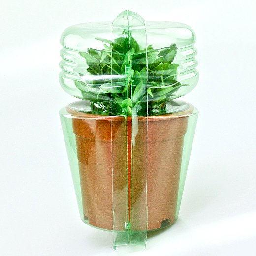 Pacco per ordine postale per 1 pianta in un vaso di ø17x15cm.