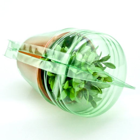 Pacco per ordine postale per 1 pianta in un vaso di ø17x15cm - Confezione da 250 pz
