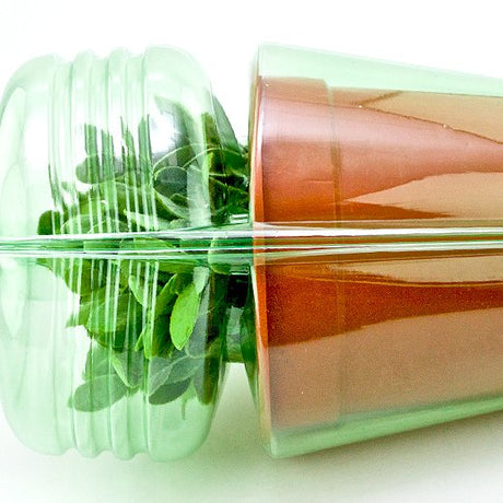 Pacco per ordine postale per 1 pianta in un vaso di ø17x15cm - Confezione da 250 pz