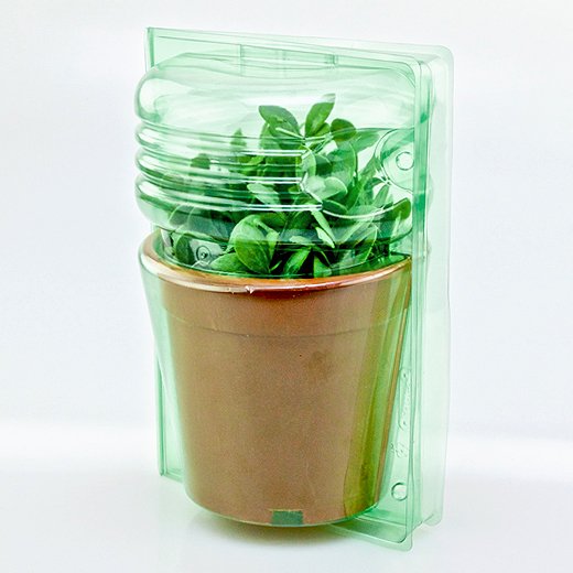 Pacco per ordine per corrispondenza per 1 pianta in un vaso di ø17x15cm.