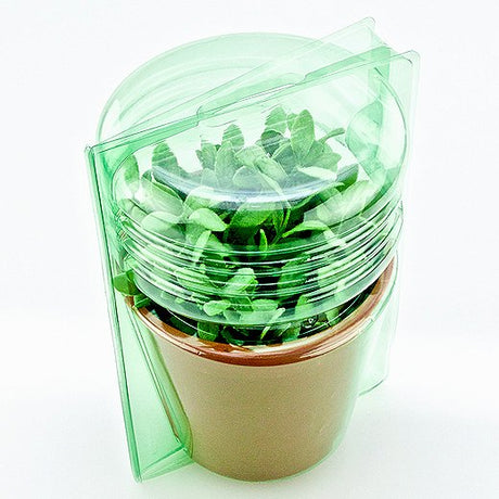 Pacco per ordine per corrispondenza per 1 pianta in un vaso di ø17x15cm.