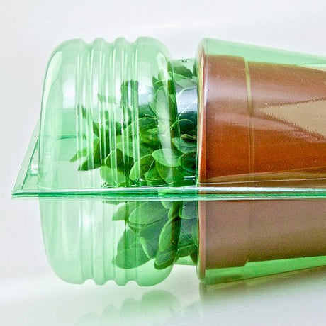 Pacco per ordine per corrispondenza per 1 pianta in un vaso di ø17x15cm - Confezione da 250 pz