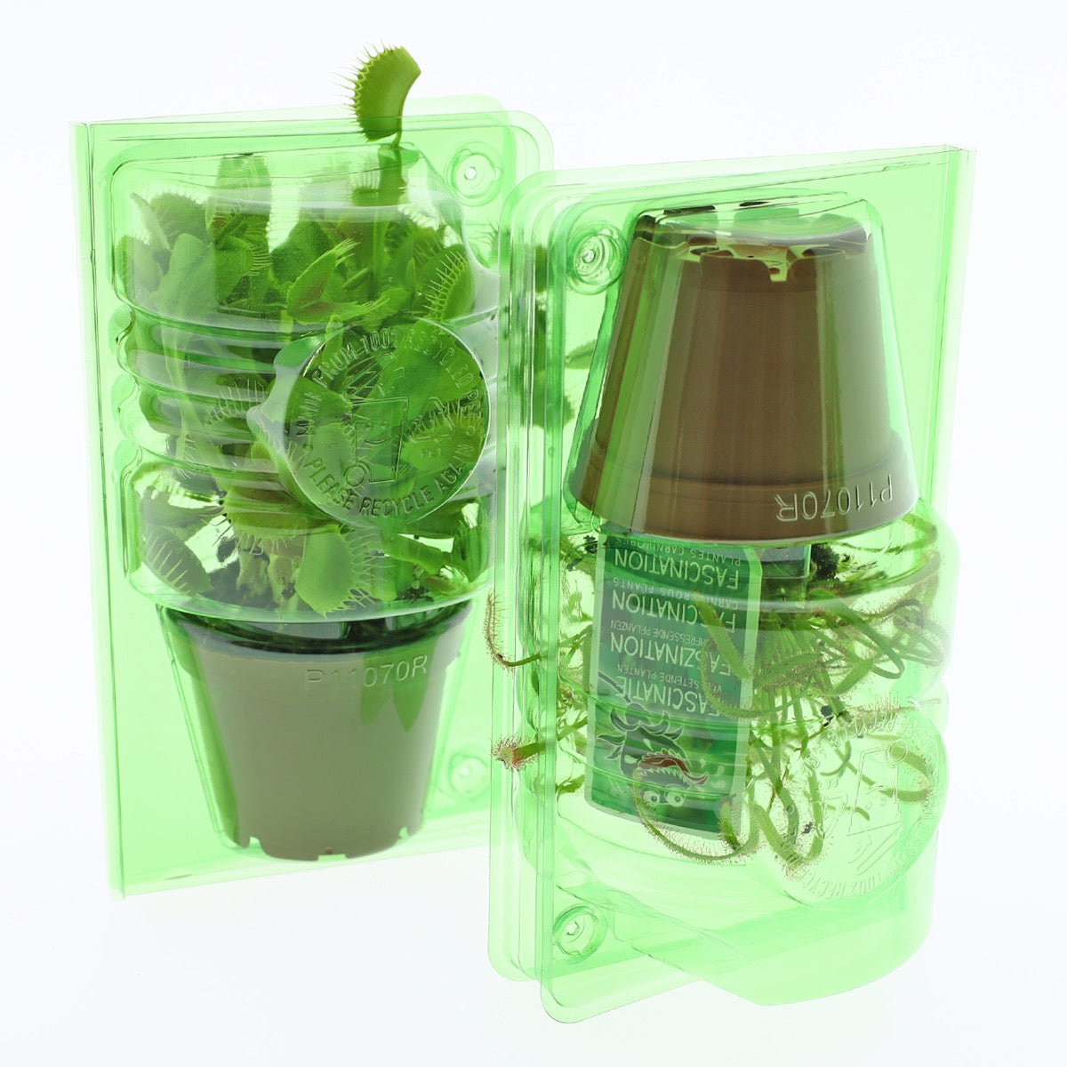Pacco per ordine per 1 pianta in vaso ø70x53 mm.