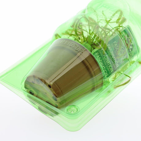 Pacco per ordine per 1 pianta in vaso ø70x53 mm - Confezione da 600 pz