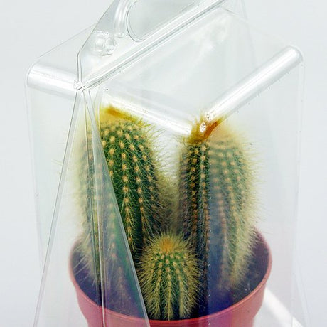 Confezione per contenere 1 pianta in un vaso di 11x11x12 cm - Cartone da 300 pz