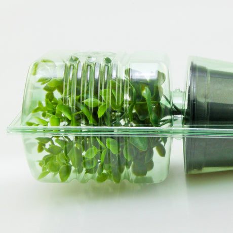 Pacco per ordine per corrispondenza per 1 pianta in un vaso di ø10,5x9cm - Confezione da 200 pz