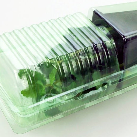 Pacco per ordine per corrispondenza contenente 1 pianta in un vaso di 9x9x10 cm - Confezione da 200 pz