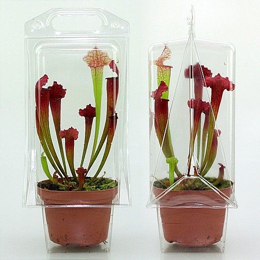 Confezione per trasportare 1 pianta in un vaso di 11x11x12 cm.