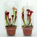 Confezione per trasportare 1 pianta in un vaso di 11x11x12 cm.