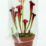 Confezione per trasportare 1 pianta in un vaso di 11x11x12 cm.