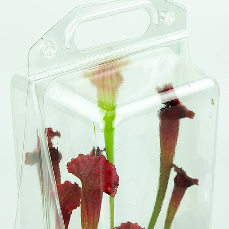Confezione per trasportare 1 pianta in un vaso di 11x11x12 cm - Cartone da 300 pz