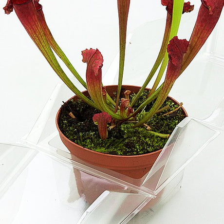 Confezione per trasportare 1 pianta in un vaso di 11x11x12 cm - Cartone da 300 pz