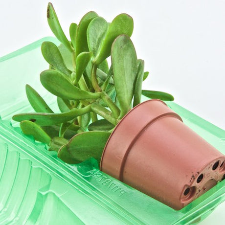 Pacco per ordine per corrispondenza per 1 pianta in vaso ø9x7cm - Confezione da 200 pz