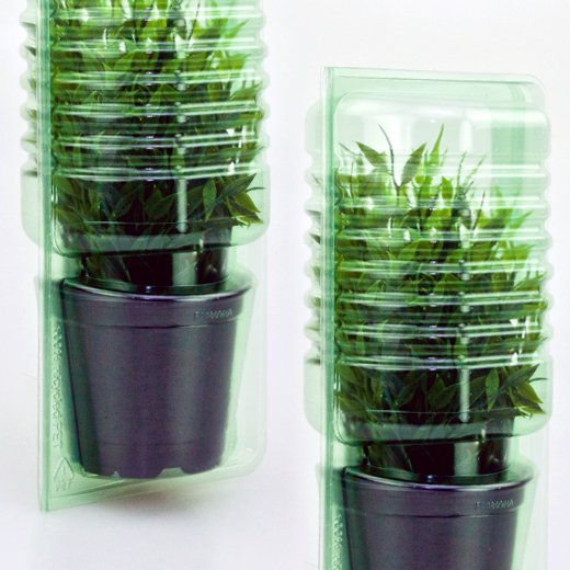 Pacco per ordine per corrispondenza per 1 pianta in un vaso di ø10,5x9cm.