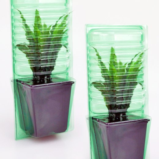Pacco per ordine per corrispondenza per 1 pianta in un vaso di 11x11x12 cm.