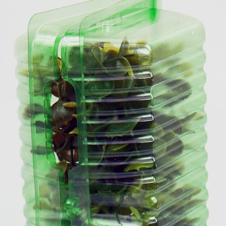 Pacco per ordine per corrispondenza per 1 pianta in un vaso di 9x9x10 cm - Confezione da 150 pz